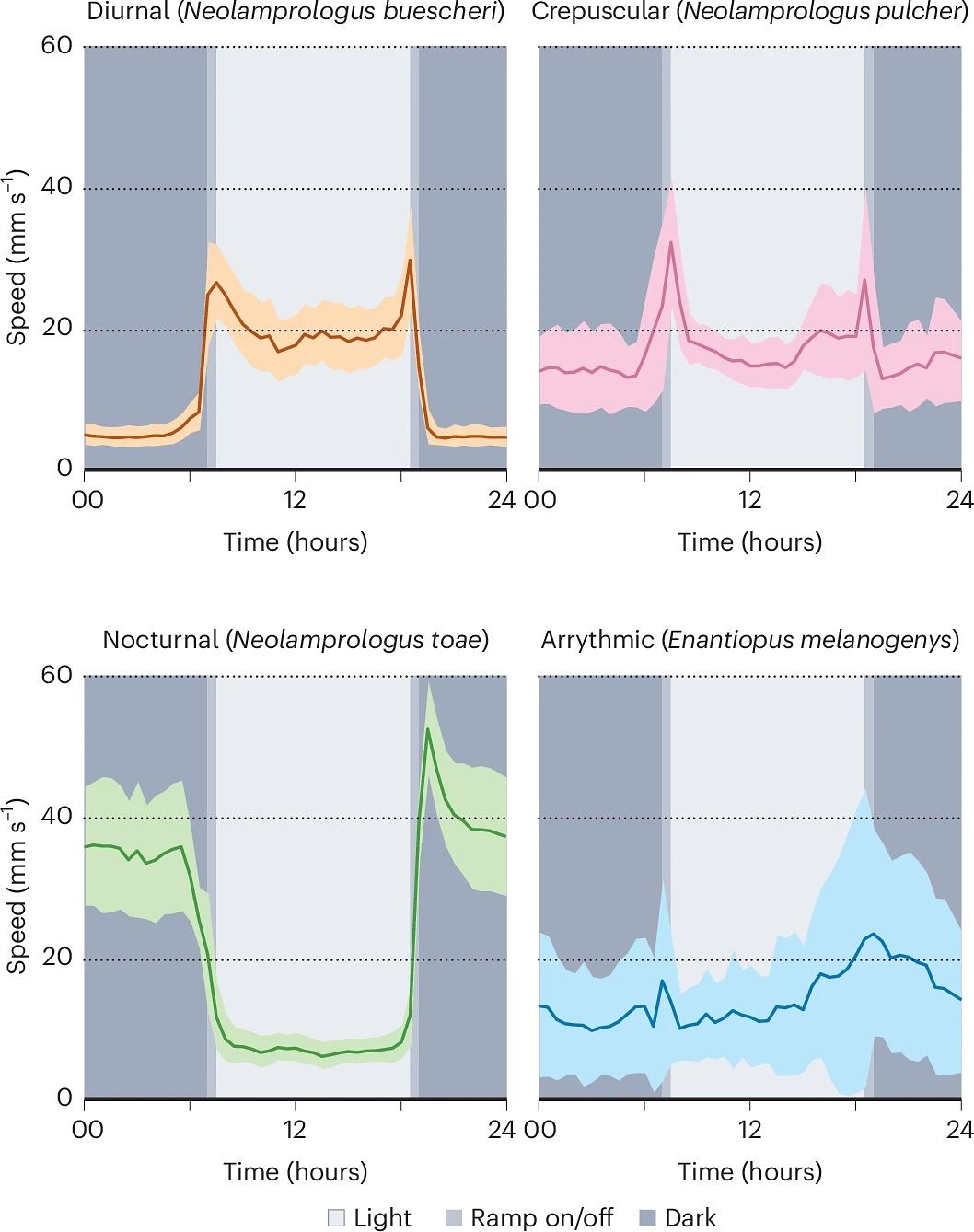 Four plots of different circadian activity patterns of four Lake Tanganyika cichlid species