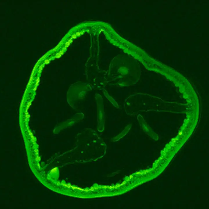 Green pepper