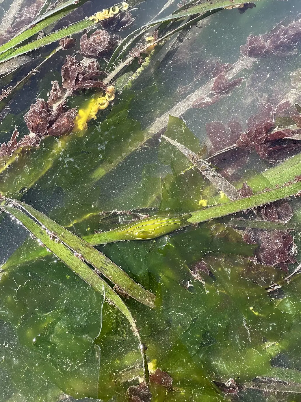 A green sea hare on the eelgrass