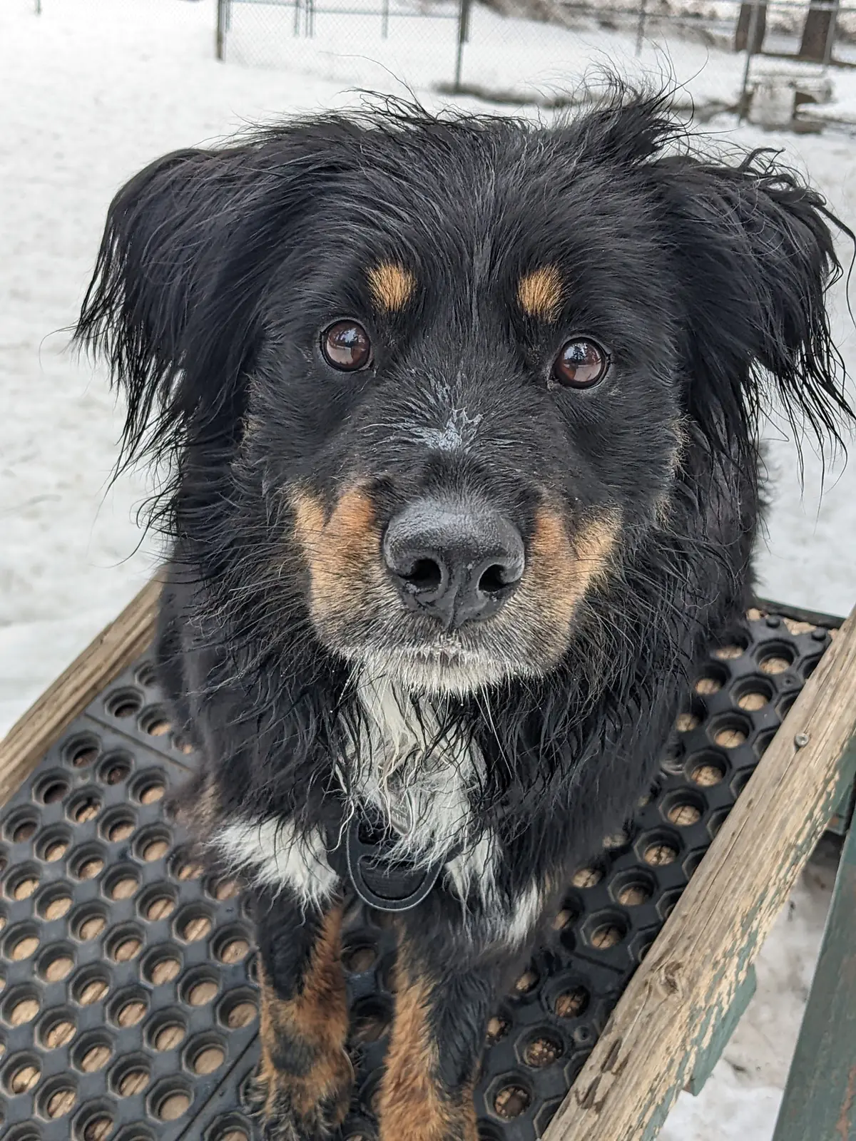 Torin- Australian Shepard Mix