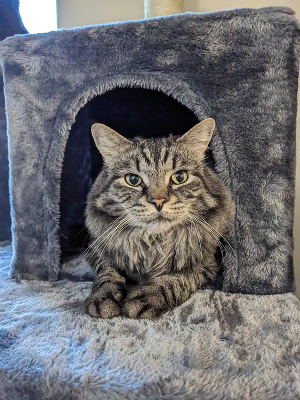 Alice- Main Coon Mix