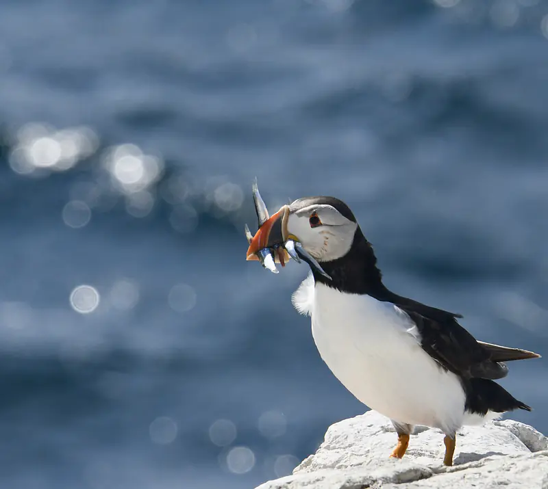 Puffin, Inner Farne, Farne Islands, Northumberland coast, summer 2026