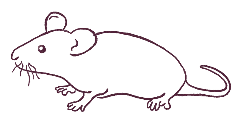 A lab mouse