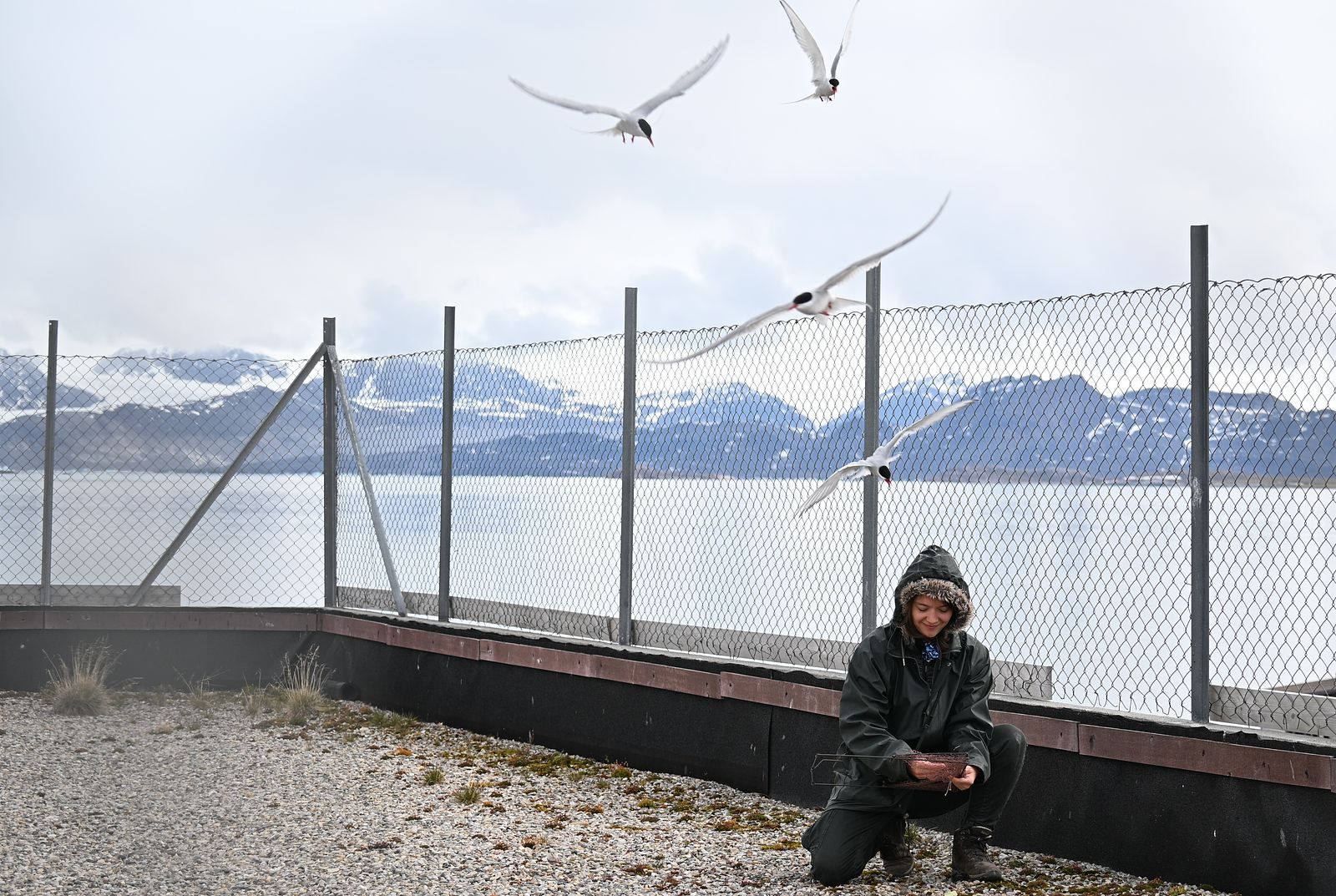 Four Arctic terns attacking Frigg Speelman as she is checking their nests