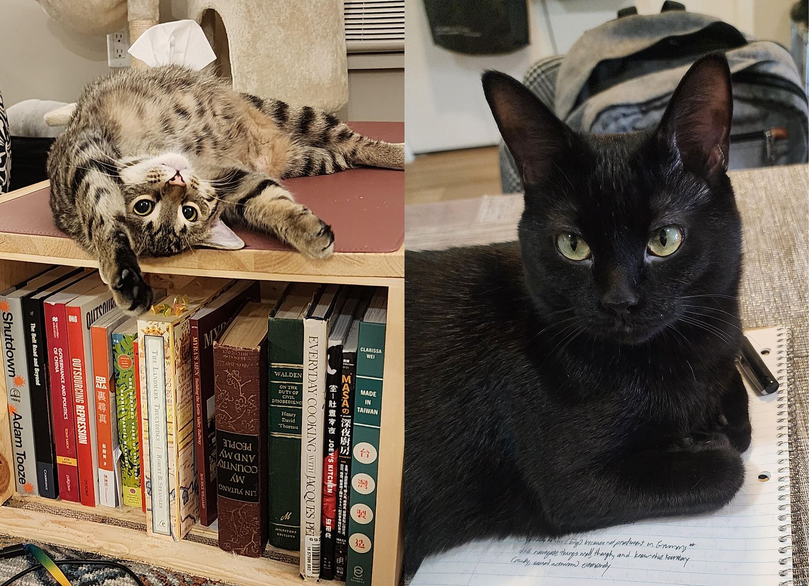 Side-by-side photos of Eric's pointy-eared cats, Didi (Thucydides, brown tabby) and Doudou (Theodora, black cat).