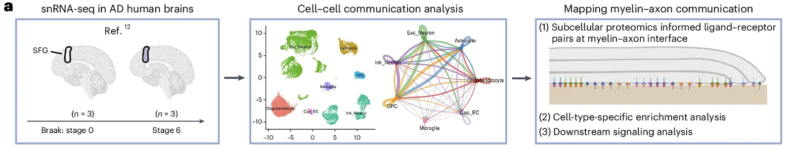 Cell-cell communication analysis of the myelin-axon interface