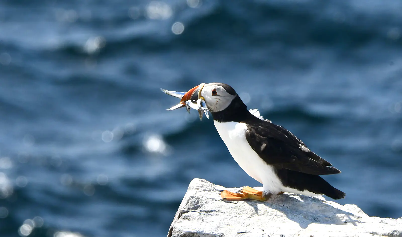 Puffin, Inner Farne, Farne Islands, Northumberland coast, summer 2026