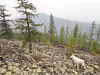 Russia, Republic of Sakha (Yakutia) (2021): Fieldwork at remote lakes in the southern Verkhoyansk Mountains