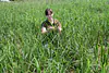 Finger millet field in Serere, Uganda - 2023