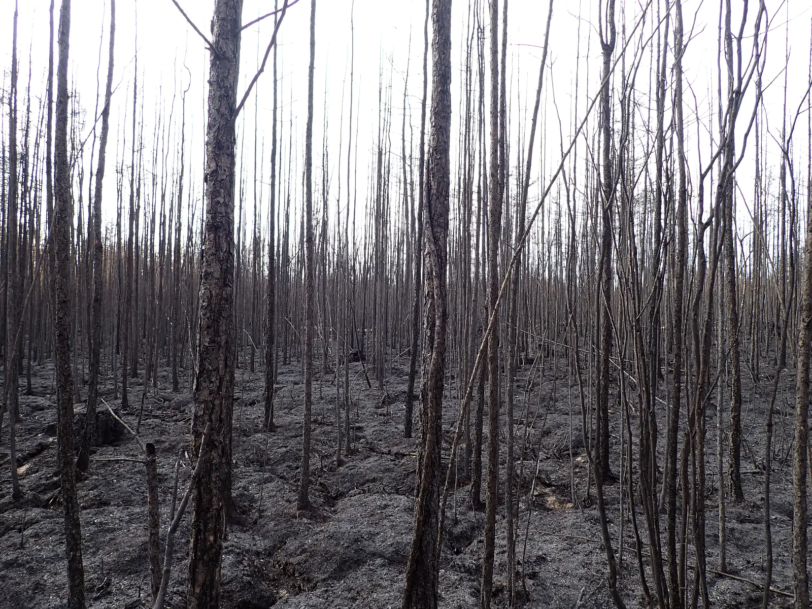 Larch forest after a high-intensity wildfire (Photo: R. Glückler, 08/2021 in Yakutia)