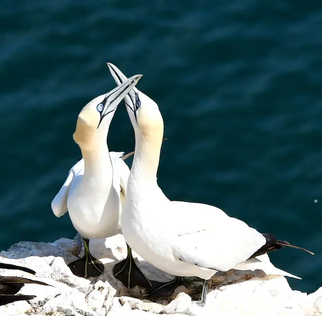 Gannets, RSPB Bempton Cliffs, Yorkshire, 2026