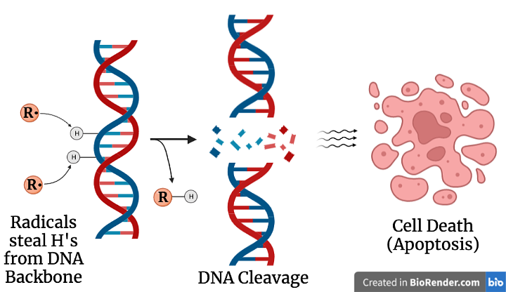Free radicals can scavenge hydrogens from healthy DNA in our cells, leading to cancers or even cell death because of DNA strand cleavage.