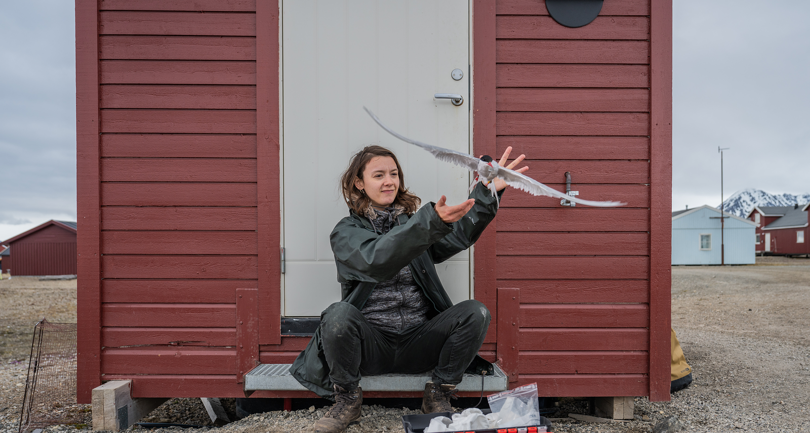 Frigg Speelman releasing Arctic terns with geolocators in Ny-Ålesund, Svalbard
