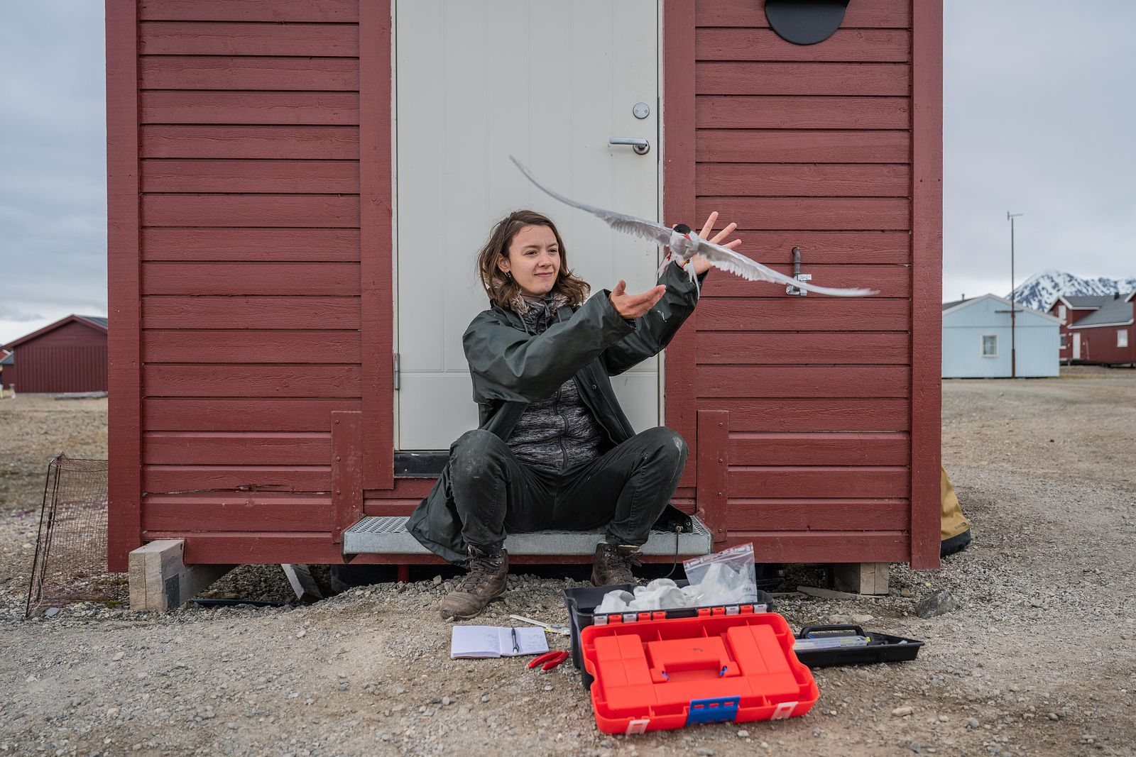 Frigg Speelman releasing Arctic terns with geolocators in Ny-Ålesund, Svalbard