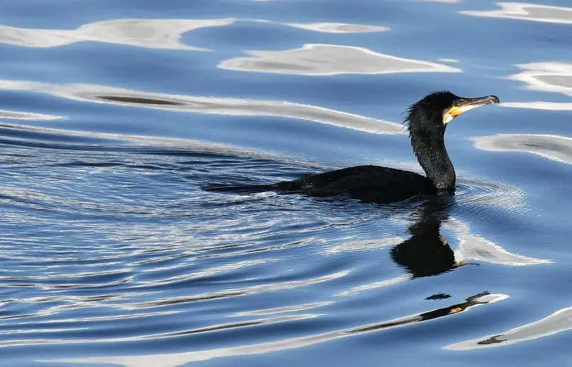 Cormorant gliding, Farmoor reservoir
