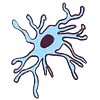  A microglia, the immune cell of the brain. 