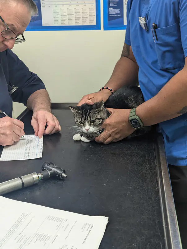 Mimi being a POIFECT angel at the vet