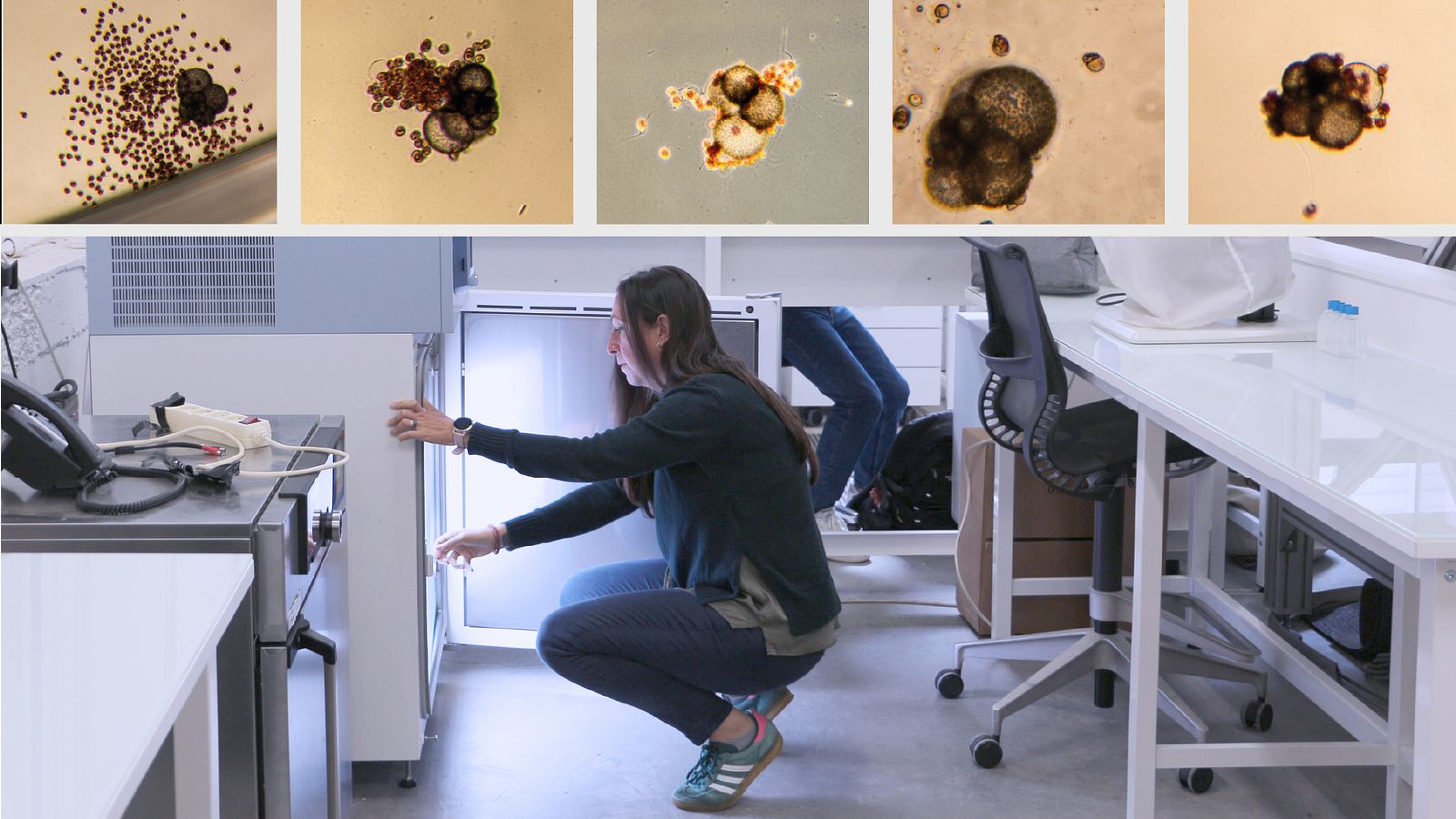 Microscopy views of planktonic foraminifera reproduction cultures combined with a laboratory scene showing culture preparation at the exocean lab at CEREGE. A visual insight into innovative research on continuous foraminifera reproduction.