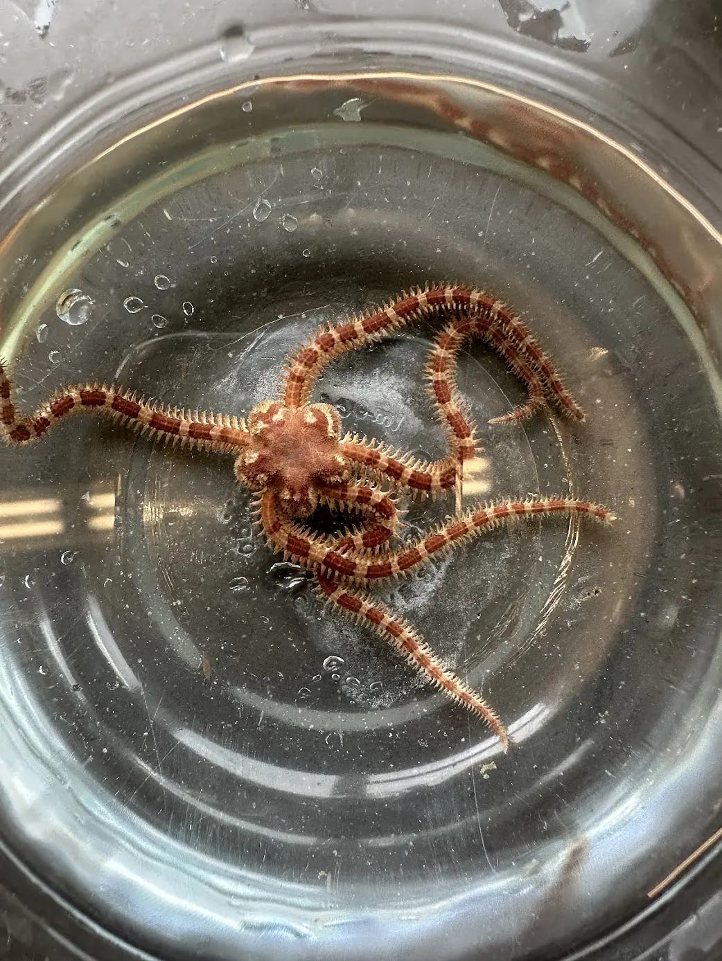 Ophiopholis aculeata