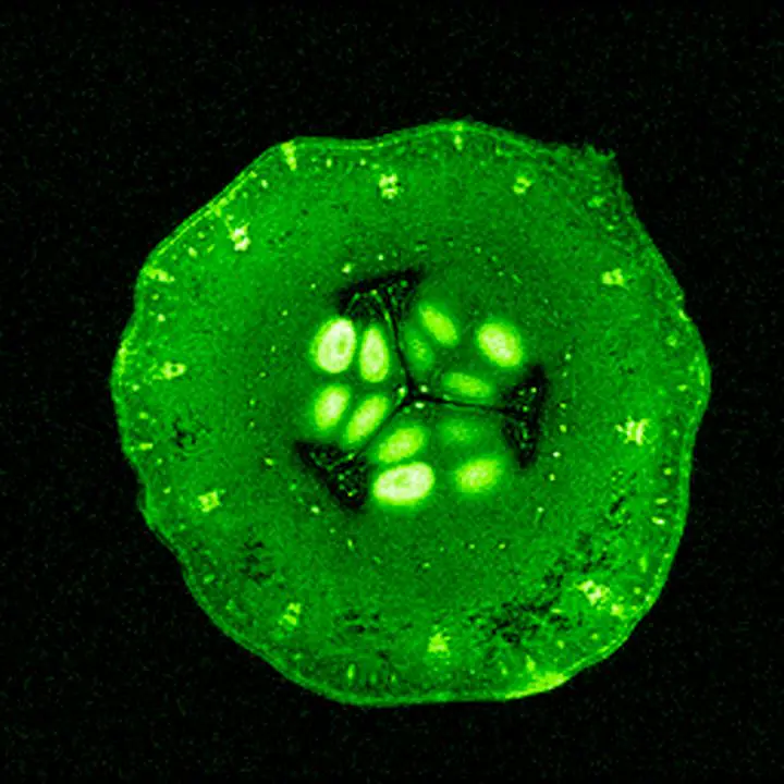 Cucumber