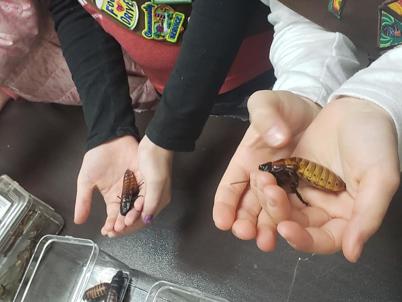 Hands holding giant hissing cockroaches