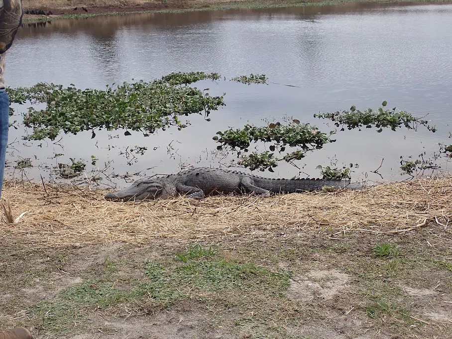Alligator