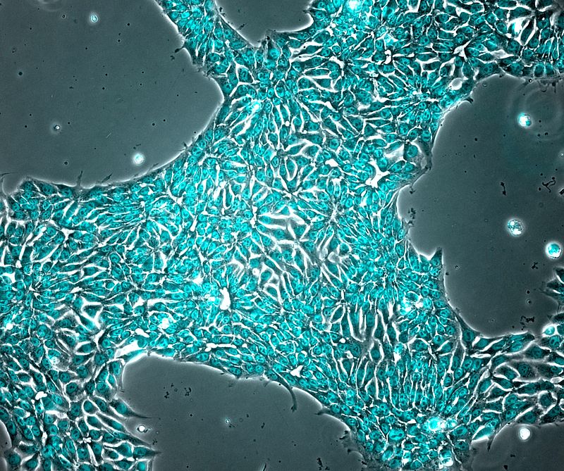 Human iPSCs glowing with a fluorescent halo tag