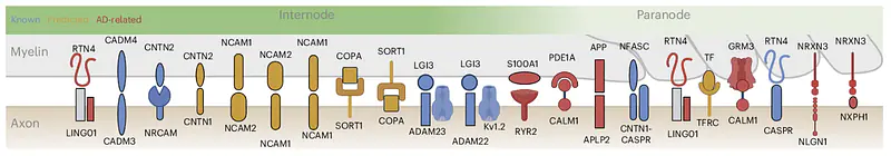 Uncovering novel and Alzheimer's disease-related ligand-receptor pairs at the myelin-axon interface