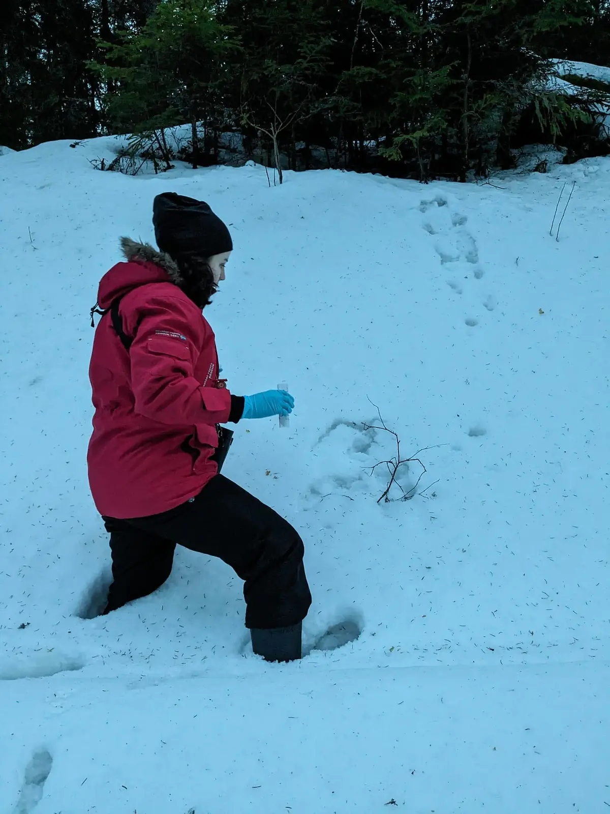 Sampling badger prints in knee-deep snow