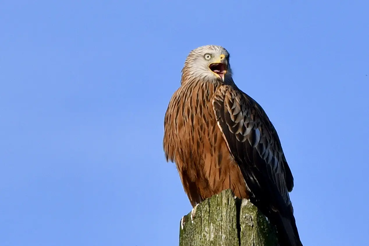 Red kite by the Oxford canal