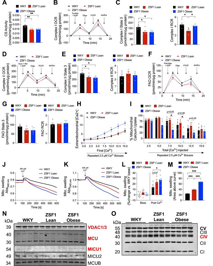 Figure from Andrew Gibb's paper