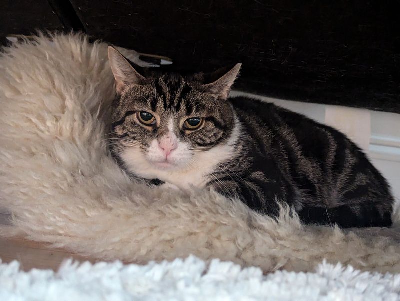 A cute yet unsure cat lays on a fluffy rug