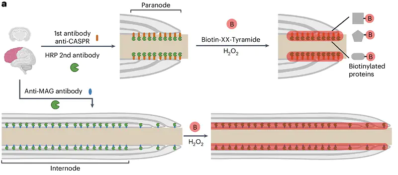 Antibody-based proximity labeling of the myelin-axon interface in postmortem brains of Alzheimer's disease humans and unaffected age-matched controls 