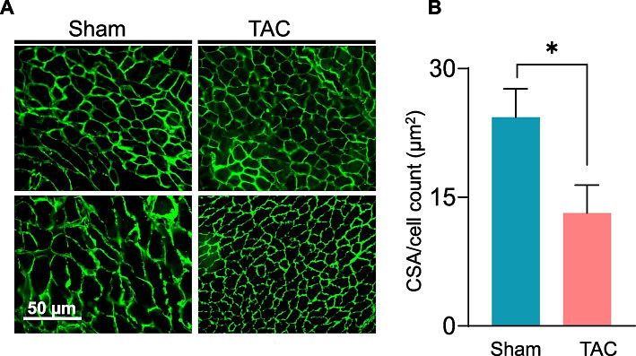 Figure from the Baba lab paper.