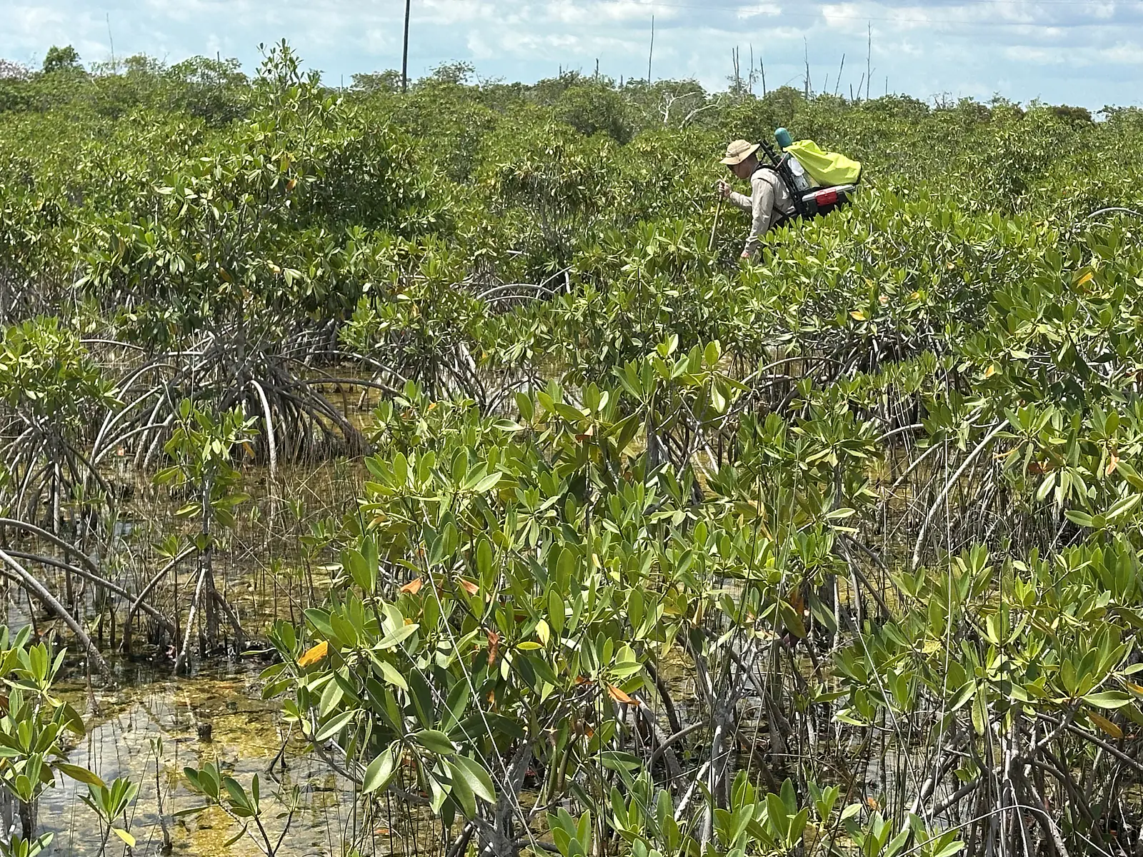 Hiking back through the mangroves from a calibration/maitenance trip to SE1/US-EVM flux tower - August 2025