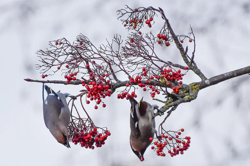 Waxwings, Marston, Oxford, January 2017