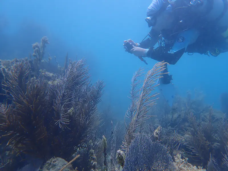 photographing the reef