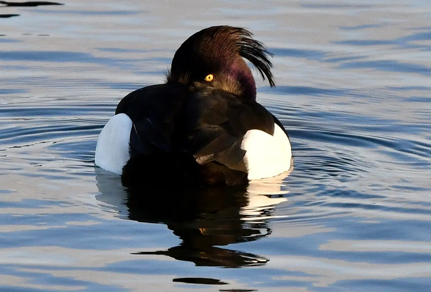 Tufted duck, Farmoor reservoir, near Oxford