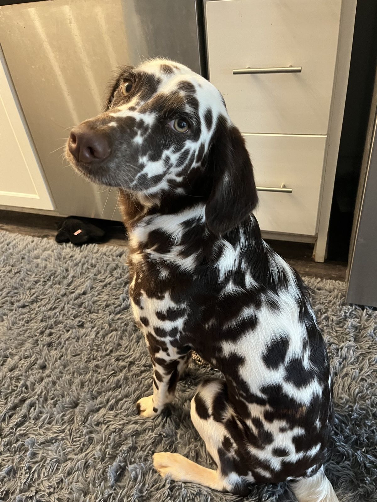 Picture of my dog, Pigeon, sitting down and looking up at the camera.