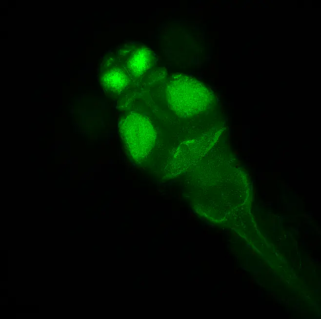 tErk neuronal staining in 5 dpf zebrafish larvae