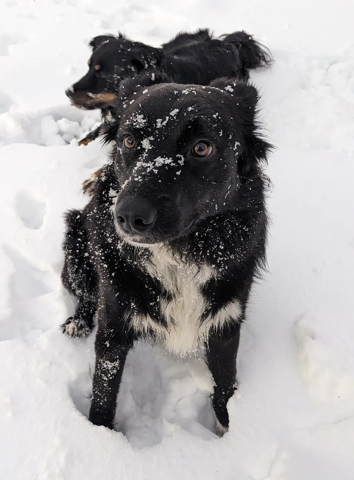 Jil- Border Collie/German Shepard Mix