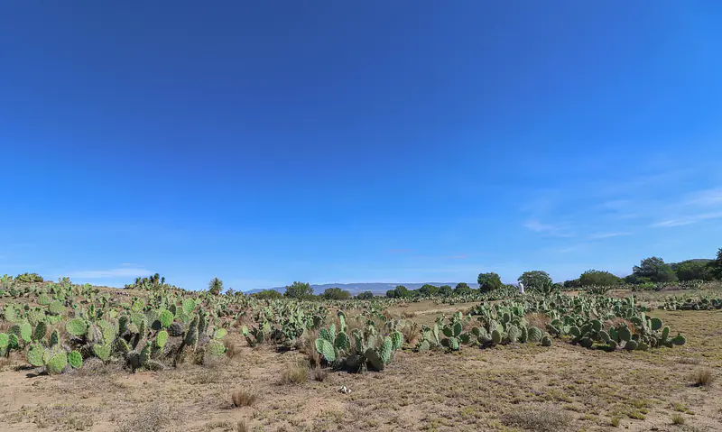 Crotalus ravus habitat in high desert