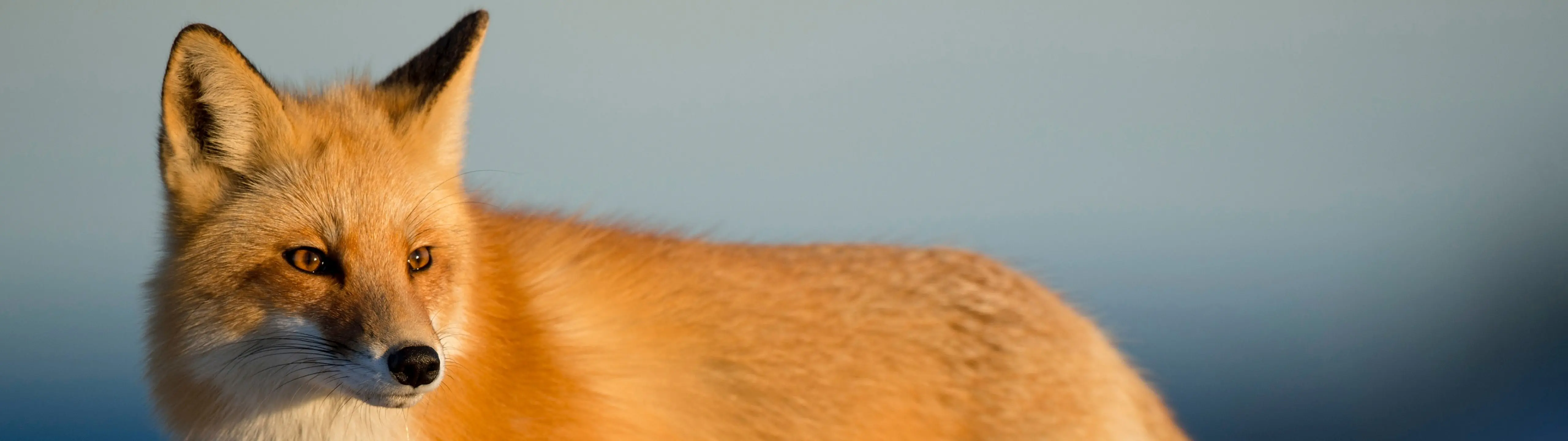 Banner image