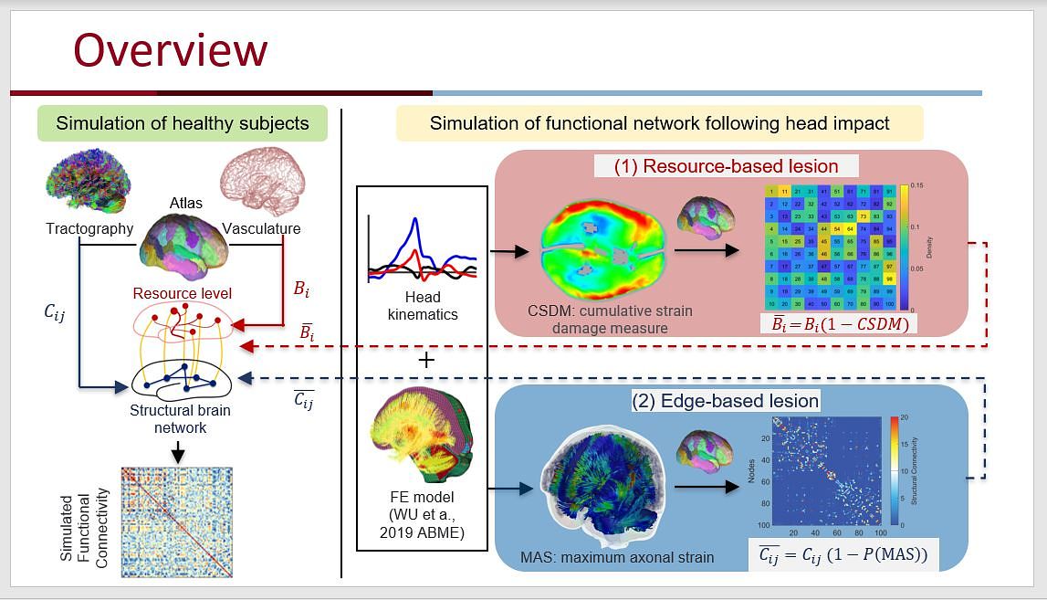 Neurovascular system as resource constrain of brain function