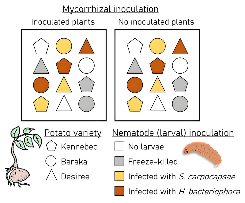 BLANCO-PÉREZ - Belowground mutualists modulate growth and aboveground