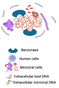 A human cell being burst open and benzonase digesting the free DNA while leaving microbial cells intact