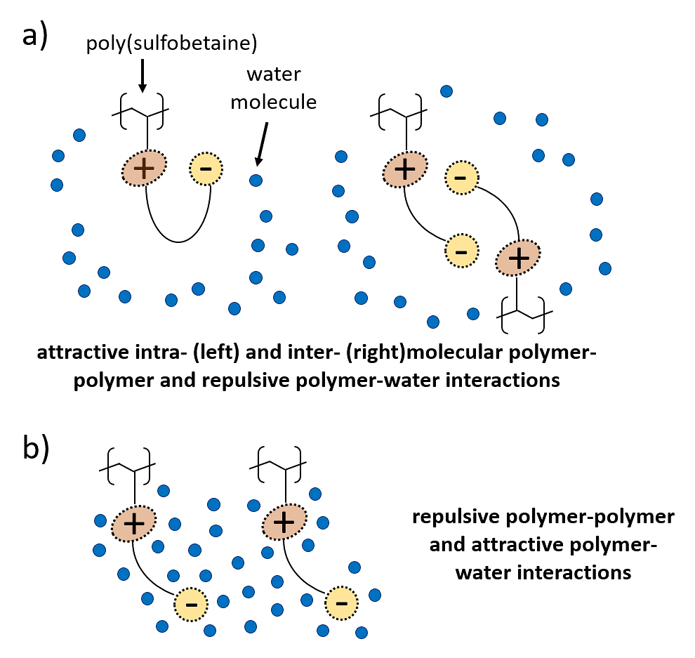 The figure highlights the presence of attractive and repulsive inter- and intramolecular interactions of poly(sulfobetaine) in aqueous solution. Figure by Lucas Kreuzer.