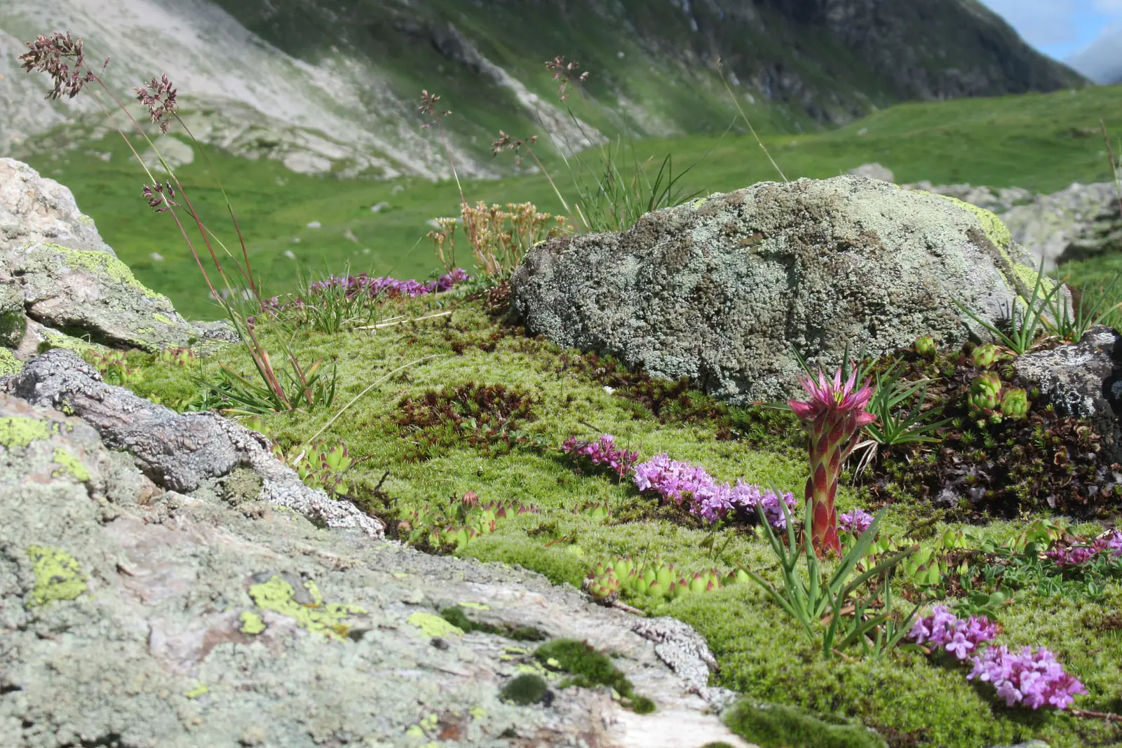 Vanoise (France)