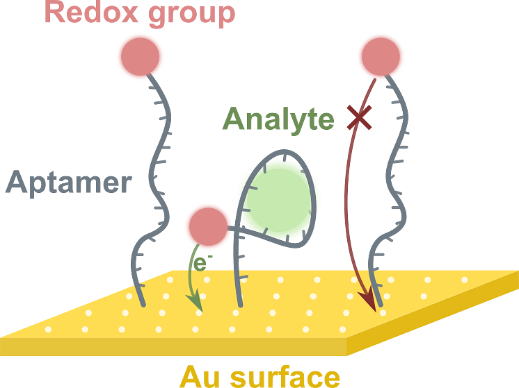 Cartoon illustration of electro-spectro-chemistry experiments with nucleic acids