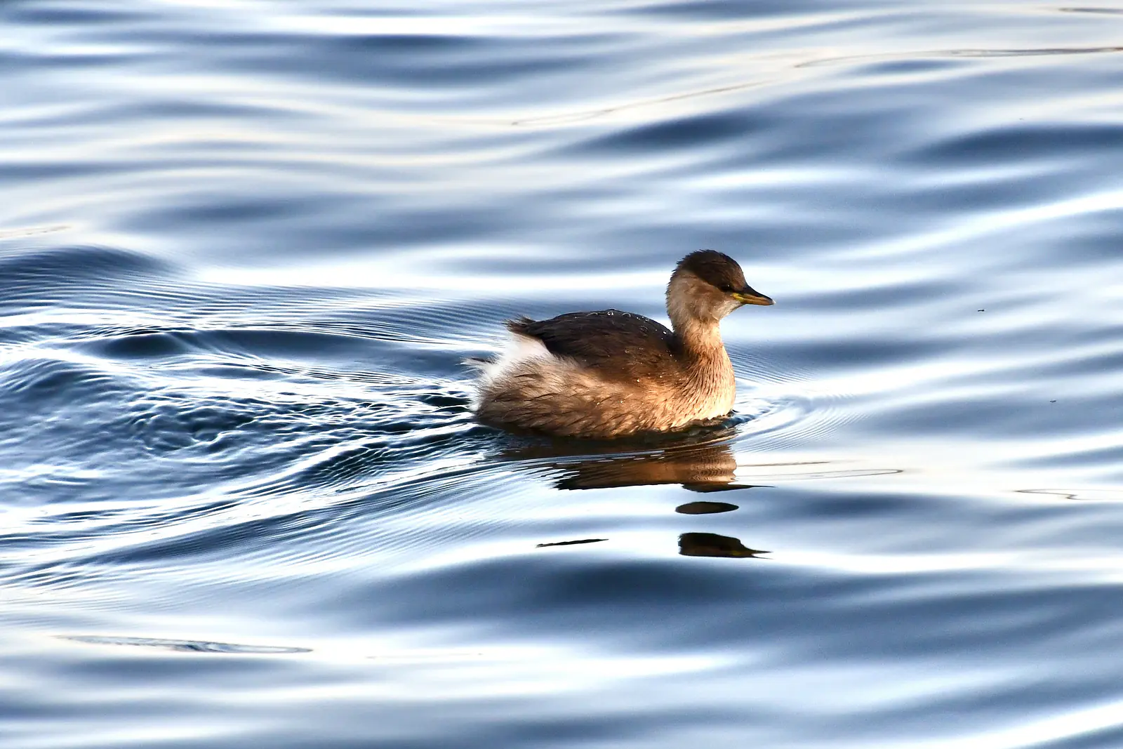 Little grebe, Farmoor reservoir, near Oxford